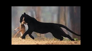 Ein furchtloser Waldgeist! Was der Schwarze Panther alles kann.