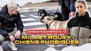 "Je sais que j’ai plus le droit à l’erreur" - Chiens PHOBIQUES