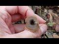 Un auténtico embudo: Pseudoclitocybe cyathiformis. Inconfundible por su forma y color.