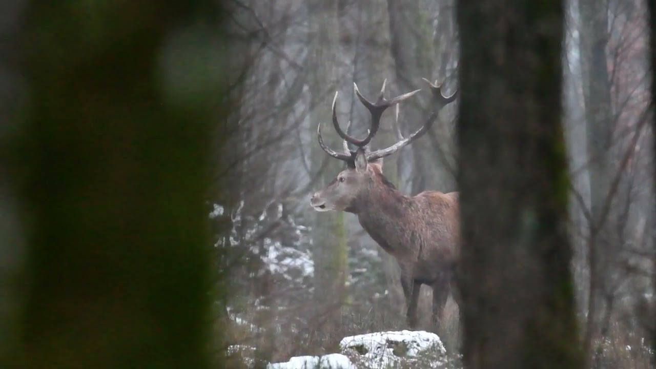 Piękny byk w zimowy poranek 