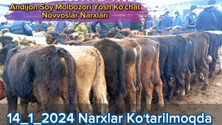 Yosh Koʻchat Novvoslar Narxlari Andijon Soy Molbozori 14_1_2024