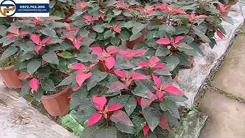 Cây hoa trạng nguyên đỏ