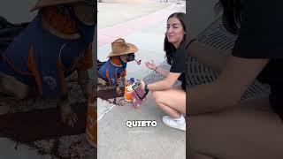 Este Perrito Vende Saludos A La Gente