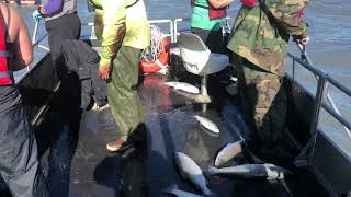 Embracing The Flop On The Dip Ship