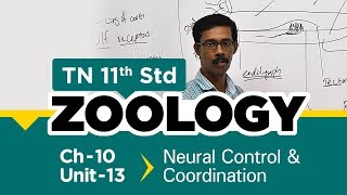 TN 11th Std Zoology|| Neural Control & Coordination ||New Syllabus - 2018 ||Ch -10 - Part 13||VOL 2 TN 11th Std Zoology|| Neural Control & Coordination ||New Syllabus - 2018 ||Ch -10 - Part 13||VOL 2