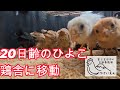20日齢のひよこを鶏舎に移動、畔板を使った管理の工夫【解説動画】