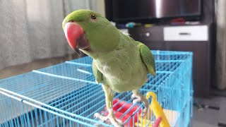 Indian Green Parrot & Uski Activities Check Karein | Talking And Dancing  @youtubetrick1813