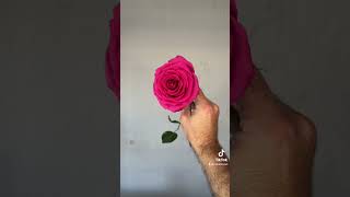 How to quickly open a rose