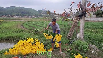 Mời các bạn xem vườn hoa cúc  tuyệt đẹp tại xã Lê Lợi huyện hoành bồ quảng ninh