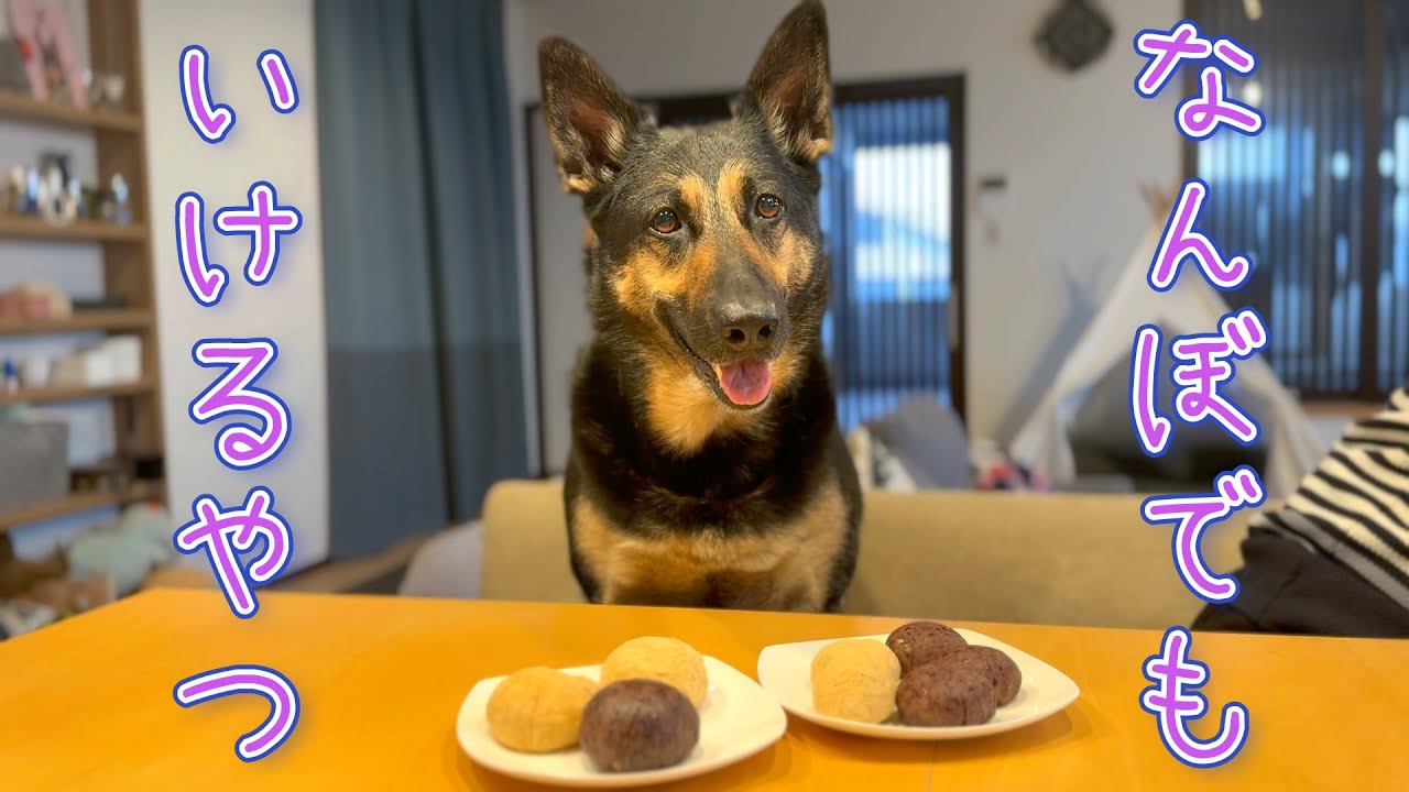お彼岸に愛犬とぼたもちを作ったら、史上最高の笑顔になりましたｗ