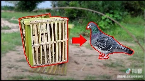 Primitive Technology : Amazing DIY Bird Trap using Bamboo and Small Rope 100% Working