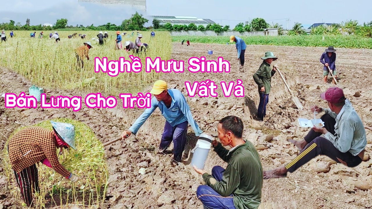 Khám Phá Nghề Làm Ở Ruộng Của Người Dân Nghèo Vùng Quê Miền Tây | Cuộc Sống Vùng Quê