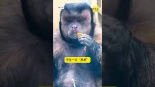 丑也能红！#中国报 #动新闻 #方脸猴 #合肥野生动物园 #Sapajusapella