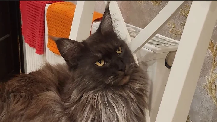 Video 3401361: mainecooncat mainecoons, loves grooming, cat