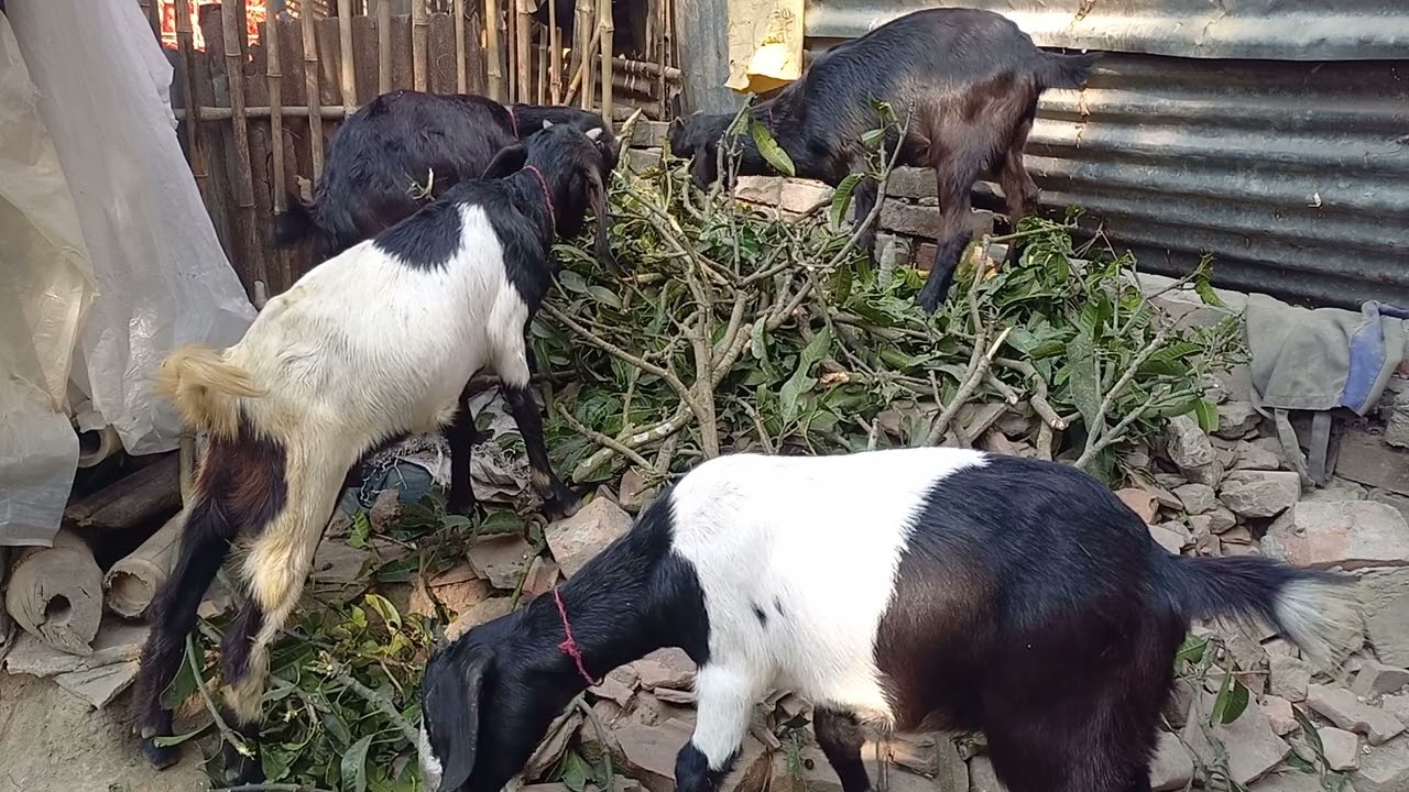 🐐 Goats Relaxedly Eating Mango Leaves 🌿