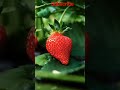Strawberry plants kvk chhindwara nature horticulture viral college flowers agricultureones