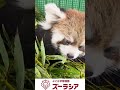 【ズーラシア公式】レッサーパンダの赤ちゃん(人工哺育個体) 9月19日(86日齢)~9月24日(91日齢)の様子 #shorts