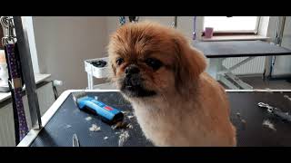 Pekingese beim Hundefrisör #grooming by Hundefriseur Salon Hundeliebe 314 views 1 year ago 3 minutes, 37 seconds