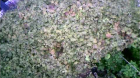 align trex 250 garden flight rolls loops