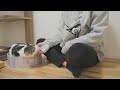 妹の部屋で数日過ごした猫にある変化が起きていました……