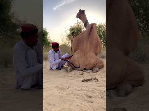 ٱل م ال ك ي ج ل س ج م ل ه ت ح ت ٱلش م س ٱل ح ار ة و ي ش د ذ ي ل ه