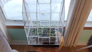 How To Make A Greenhouse Out Of CD Cases LIVE