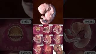 Month by month baby Doing Growing in her mother womb ♥️?shortspregnancy fetus cutebaby