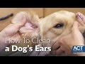 犬の耳掃除 - 獣医の訓練