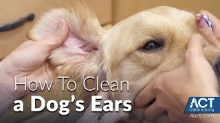 Cleaning A Dog's Ears  Veterinary Training