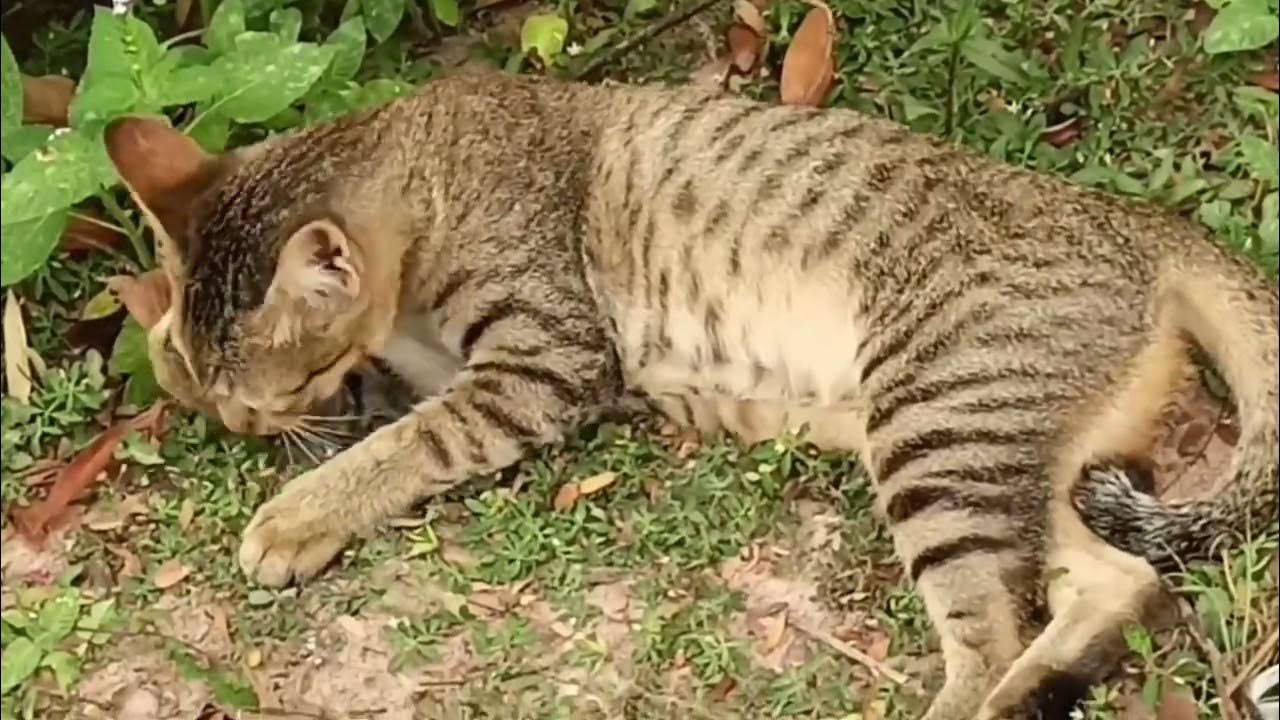 why-do-kittens-like-to-come-here-youtube