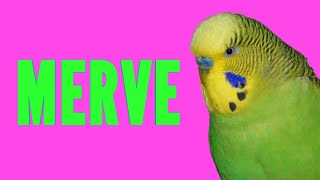 MERVE Kuşun Senin Adını Söylesin - Muhabbet Kuşu Konuşturma Egzersizi Ses Kaydı