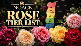 Noack Rose Tier List