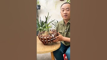 Cách Làm Kẹp Cố Định Cây Lan Cho Chậu Gỗ – Giữ Chắc, Không Lung Lay! #short