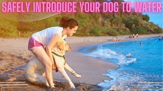 What Are the Secrets to Safely Introduce Your Dog to Water? Find Out Here! by Adventurezoo 71 views 3 weeks ago 3 minutes, 47 seconds