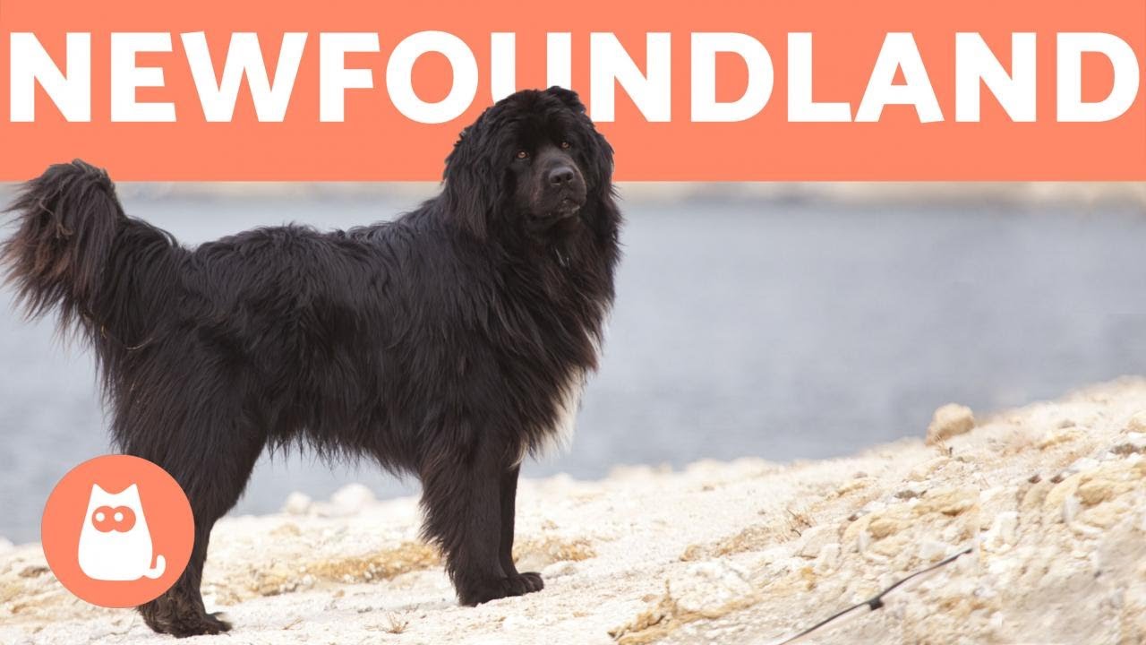 newfoundland hound dog