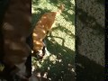 Pelea de Perros - Fight dogs