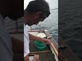Çaparici
