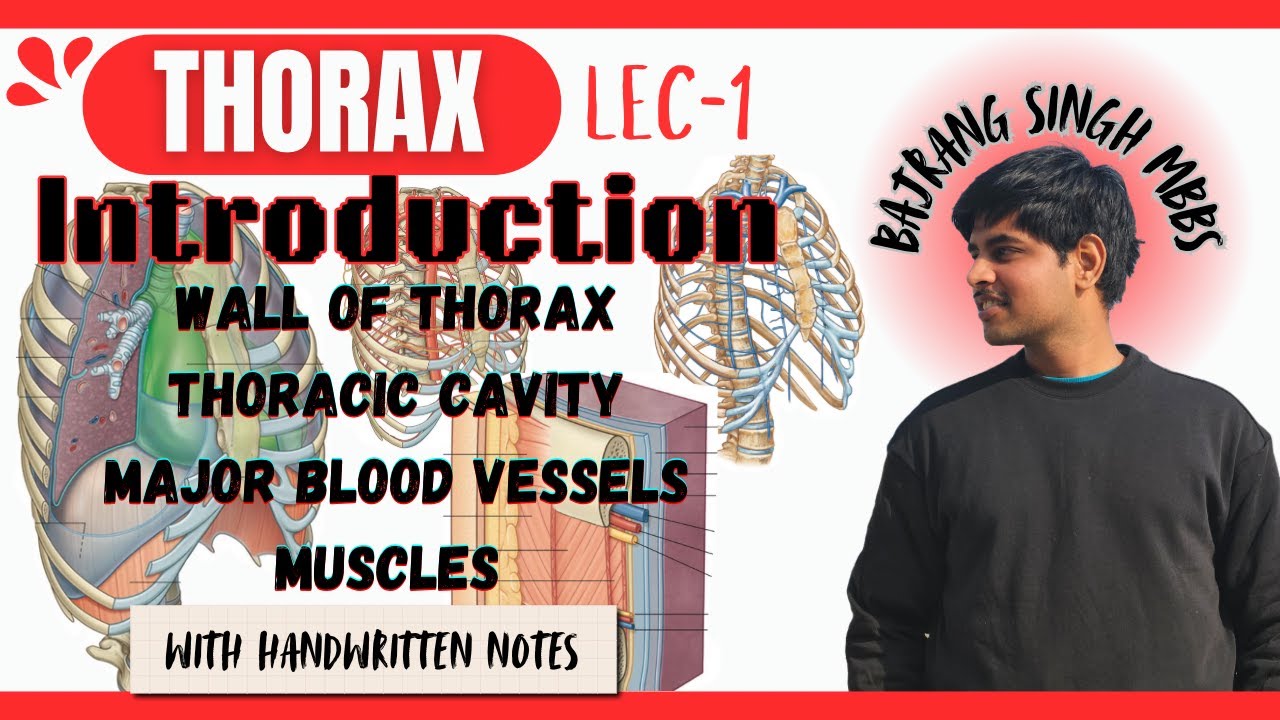 Thorax introduction , Walls of thorax , thoracic cavity , Major Blood vessels and Muscles ll Anatomy