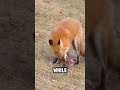 American Red Fox Facts 🦊