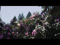 Oregon | Canon R5 | 8K 30