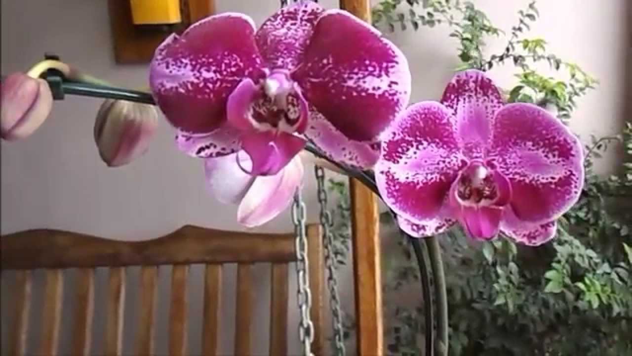 Cómo regar las orquídeas y cuáles son los principales errores que se cometen