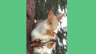 Белка на веточке на ветру Squirrel on a piece of branch in the wind Scoiattolo su un ramo nel vento