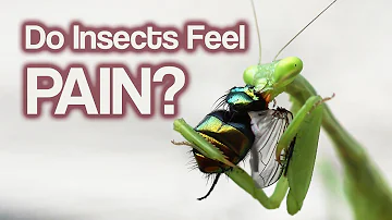 Does cricket feel pain?