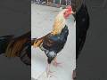 Lalukhet Sunday birds market Karachi Aseel Murga market video #aseel #birds #birdsmarket #rooster