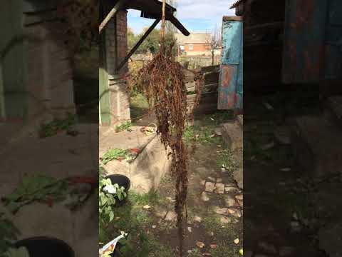 Корень малины для