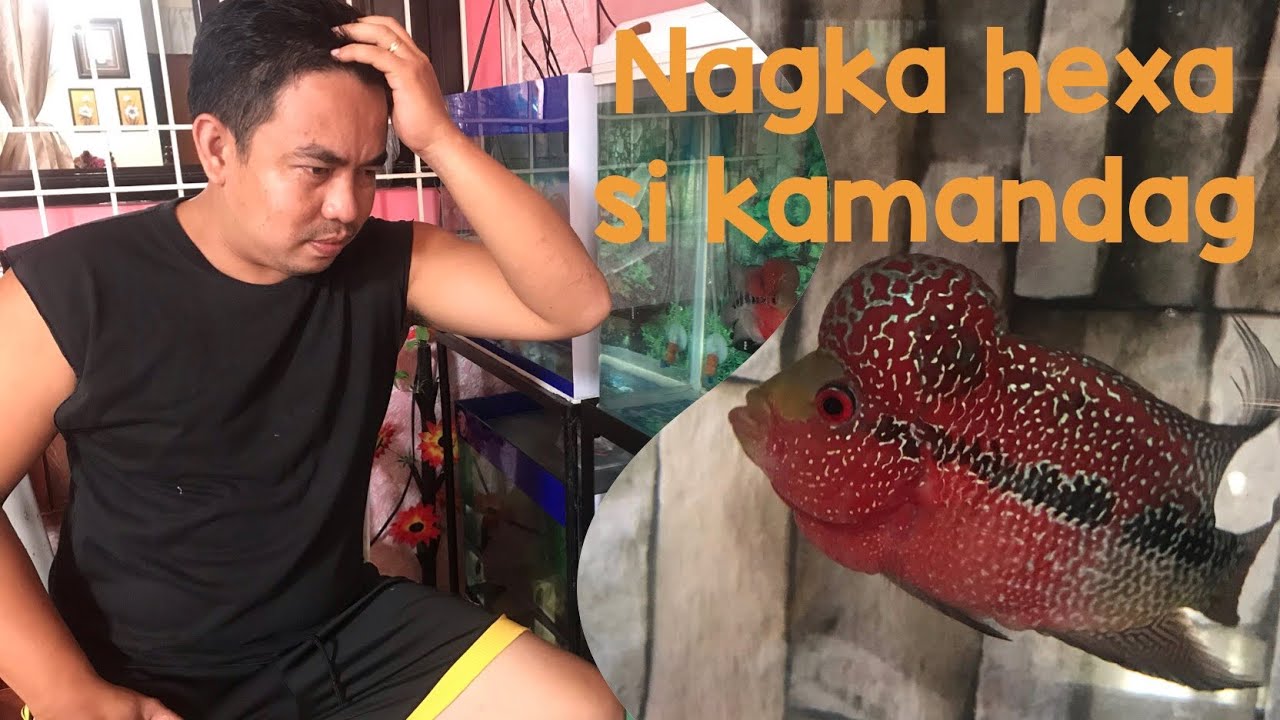 Flowerhorn Hexamita Treatment RA Garage YouTube