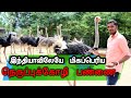 இந்தியாவிலேயே பிரம்மாண்டமான நெருப்புக்கோழி பண்ணை | நெருப்புக்கோழி வளர்ப்பு | OSTRICH FARMING | MT