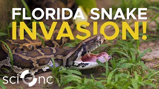 Invasive pythons have nearly eradicated small mammals in the Florida Keys