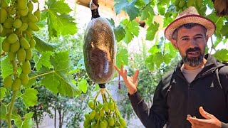 Thumbnail of شاهد كيف تحصل على عريشة عنب كبيرة بدون ما تدفع ولا قرش