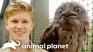 Download Lagu Inspiring Animal Rescue \u0026 Rehab Stories with Robert Irwin | Crikey! It's the Irwins | Animal Planet MP3